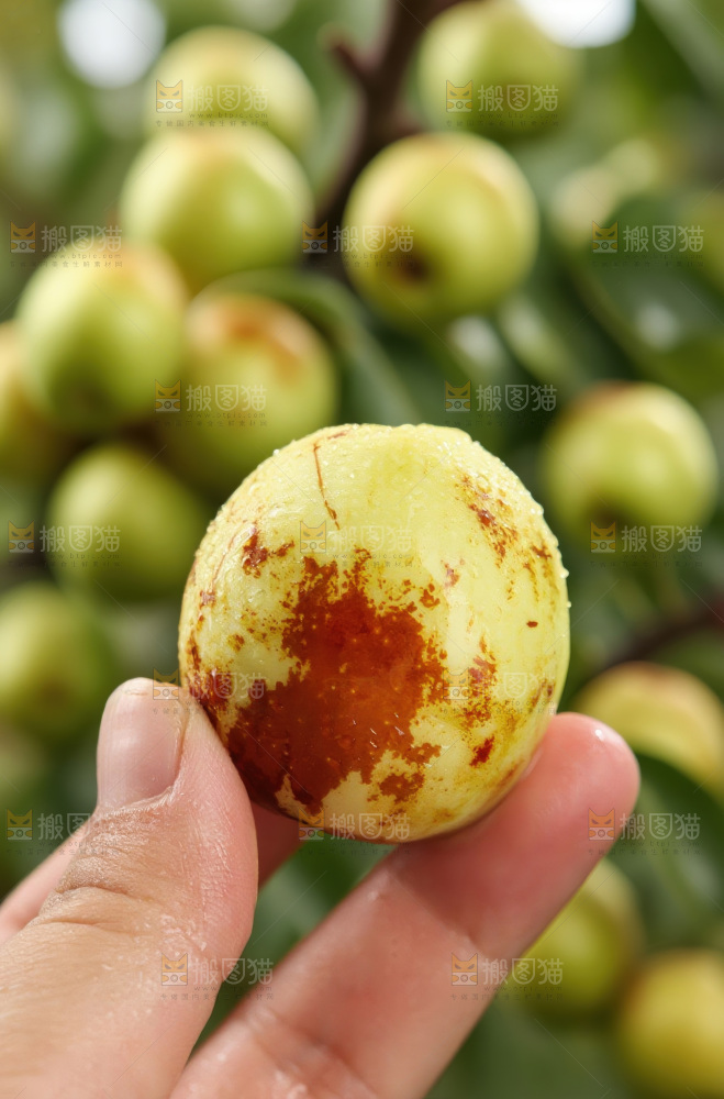 大荔冬枣