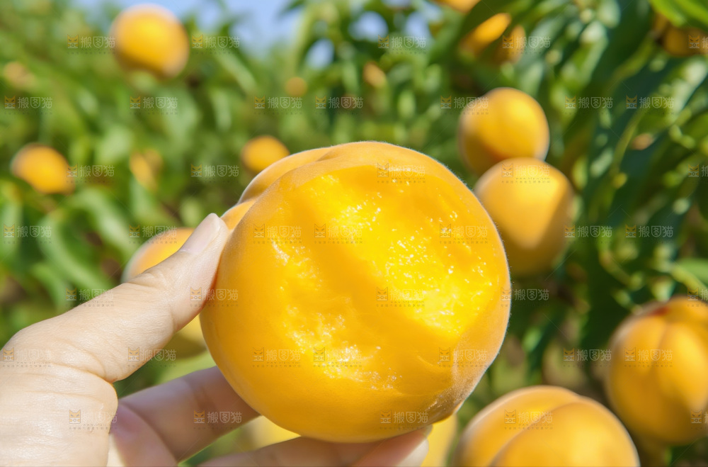 黄毛桃