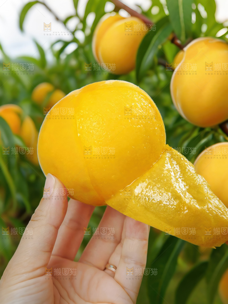 黄毛桃