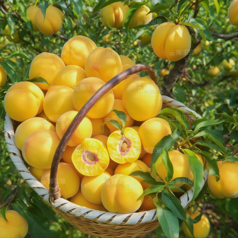 黄毛桃