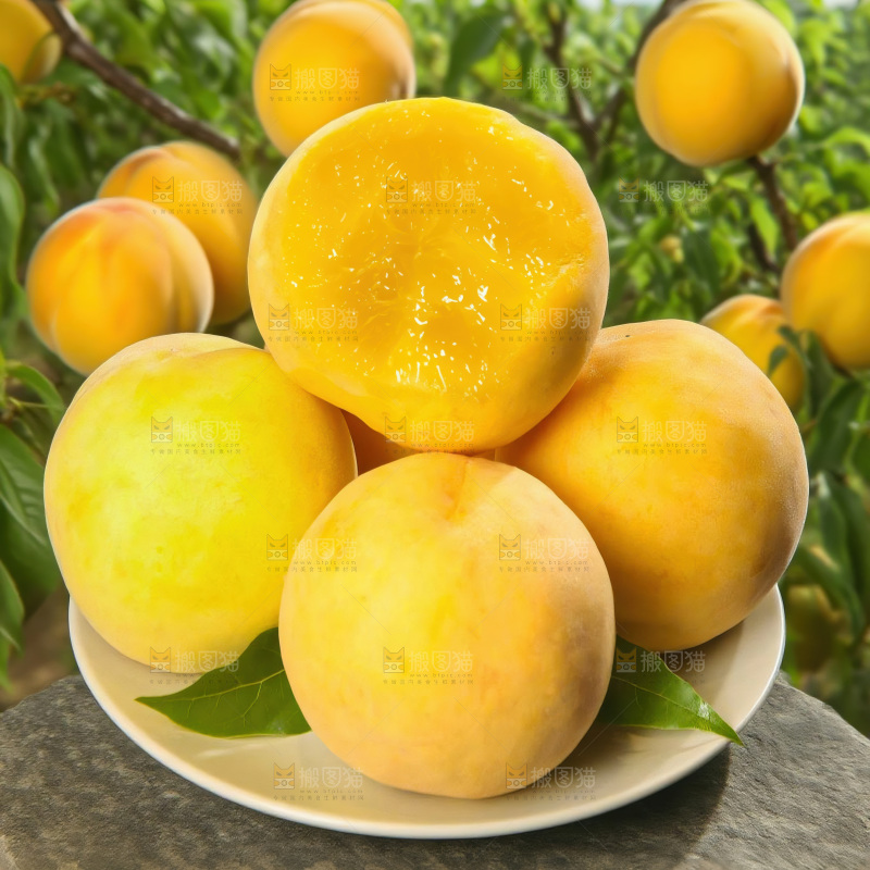黄毛桃