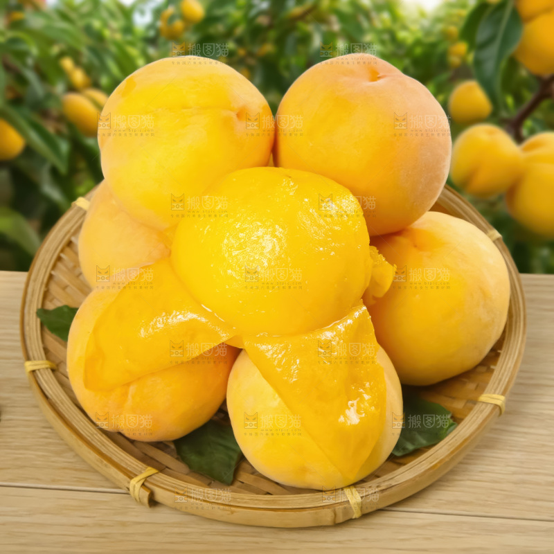 黄毛桃
