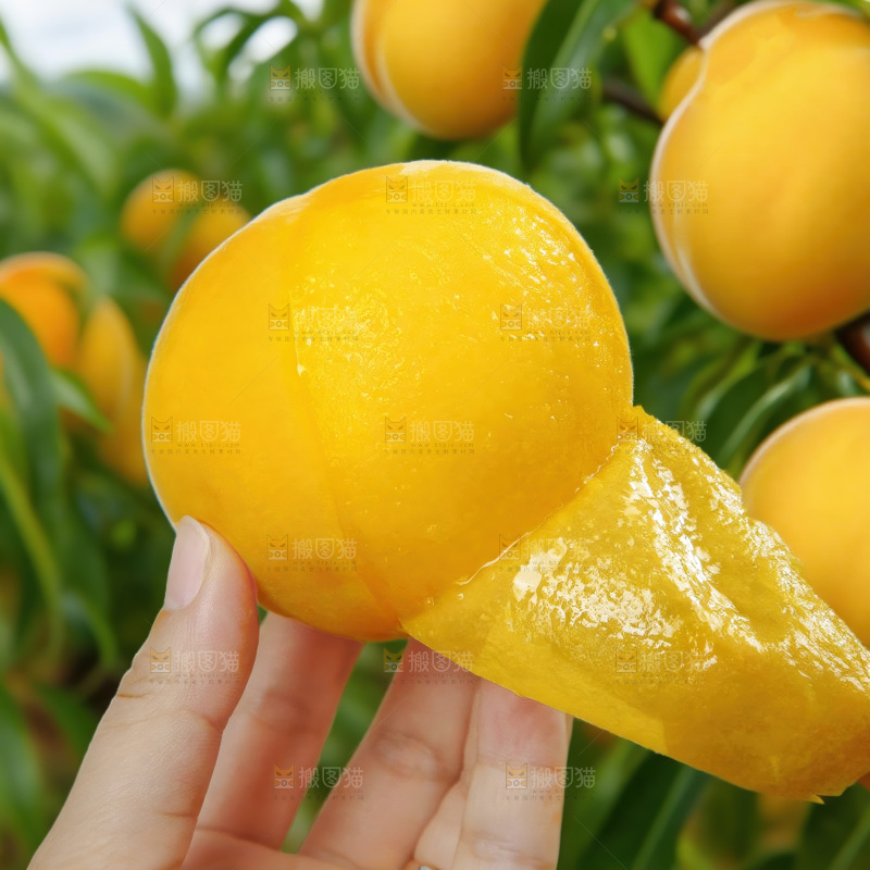 黄毛桃