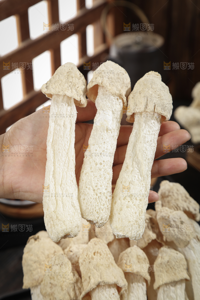 竹荪