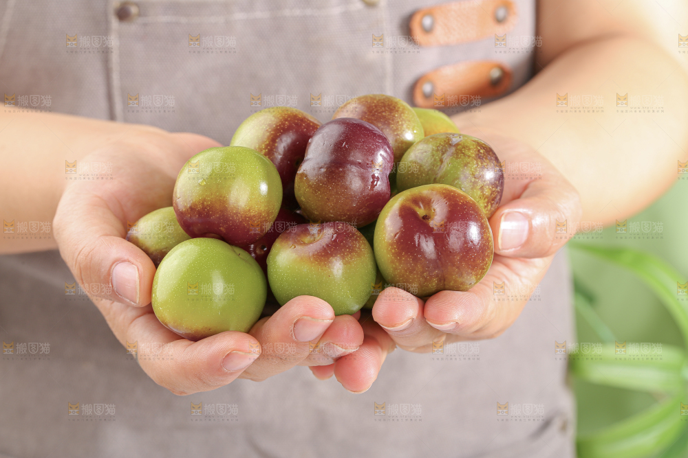 茵红脱骨李