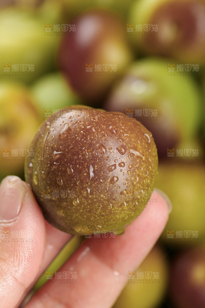 茵红脱骨李