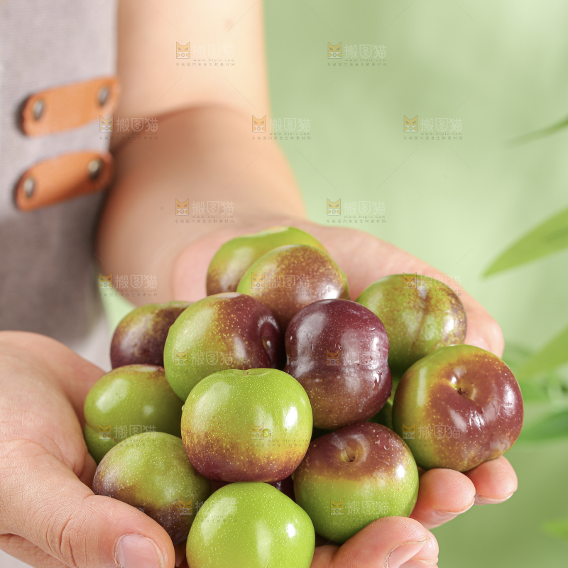茵红脱骨李