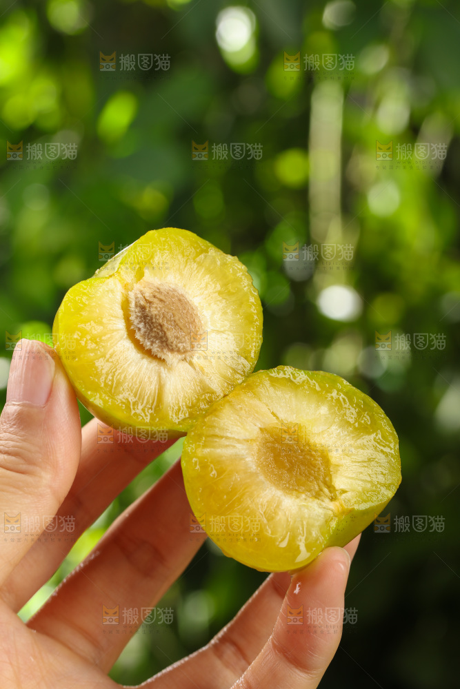 蜂糖李
