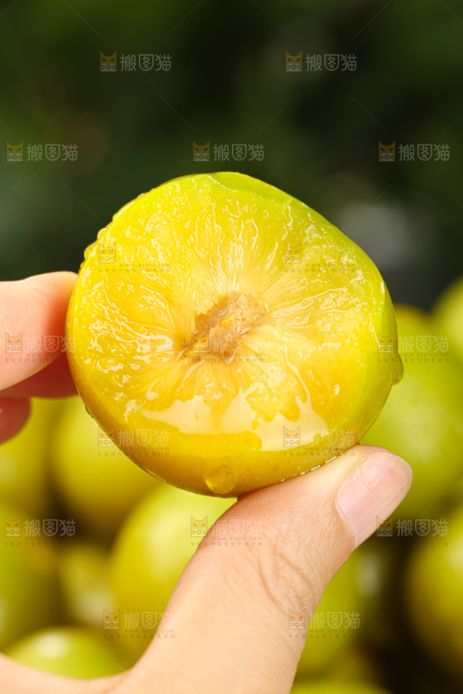 蜂糖李