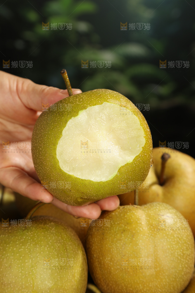 黄皮梨