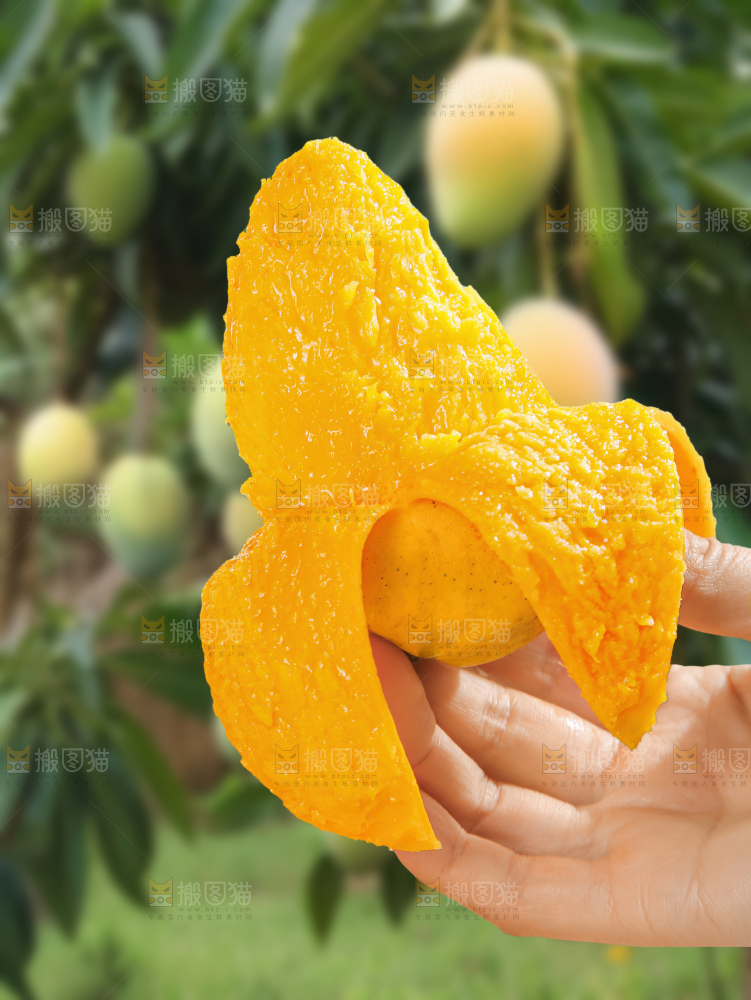 大台芒
