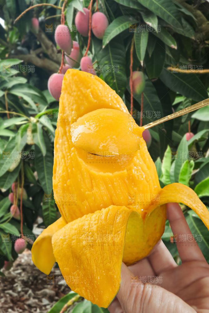 贵妃芒