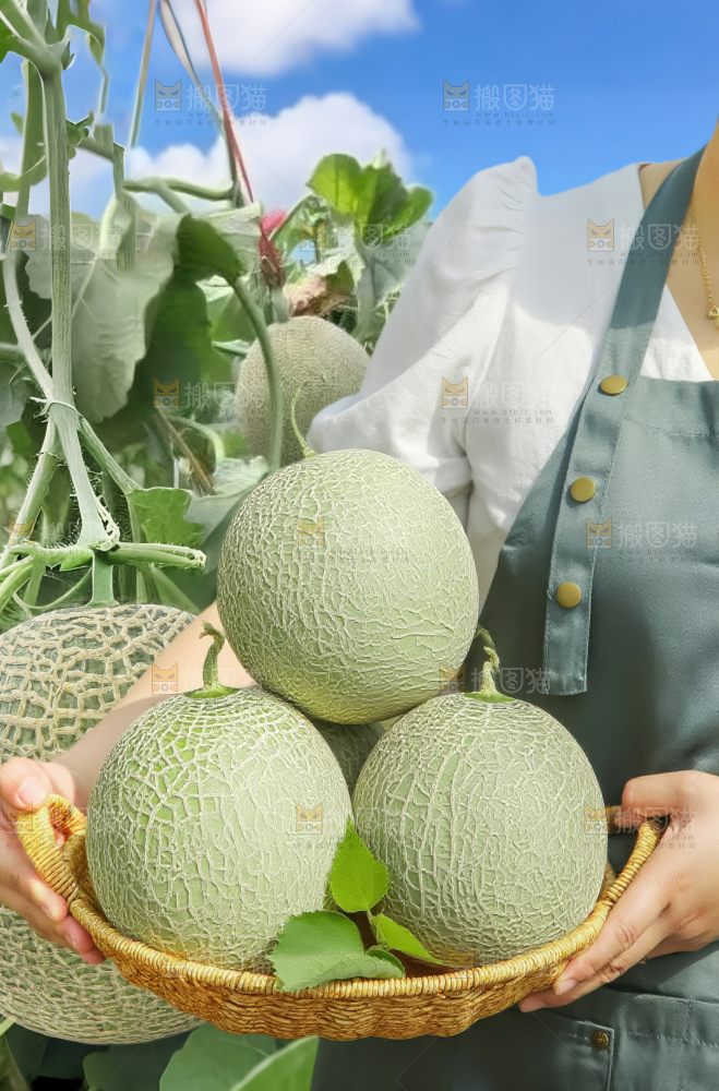 网纹蜜瓜