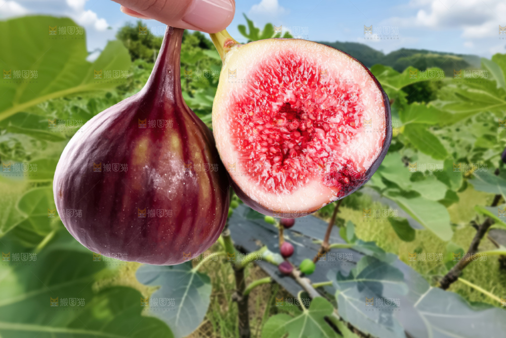 无花果