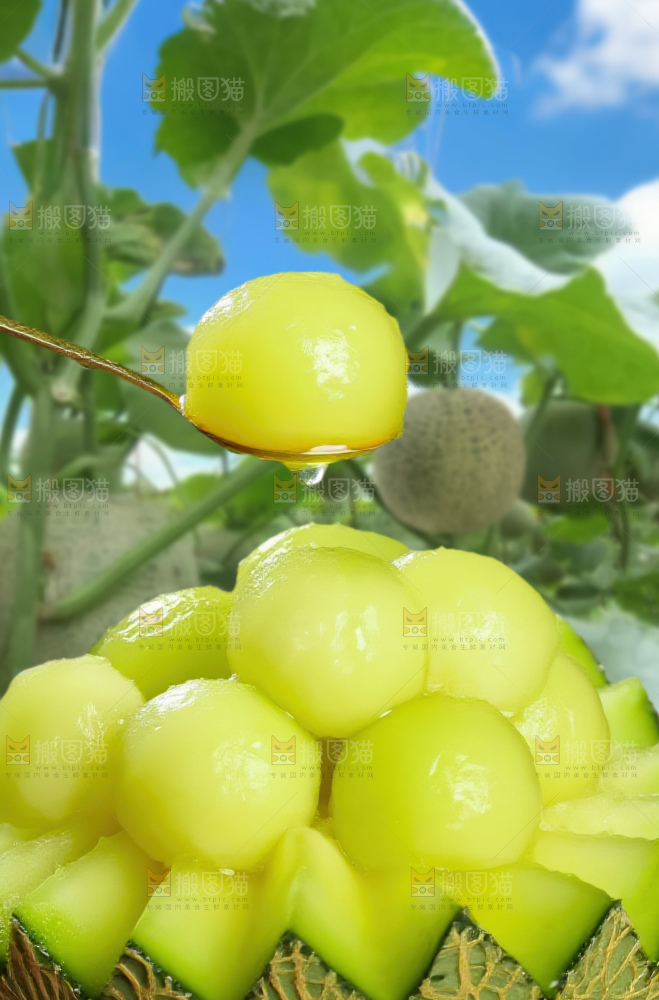 网纹蜜瓜