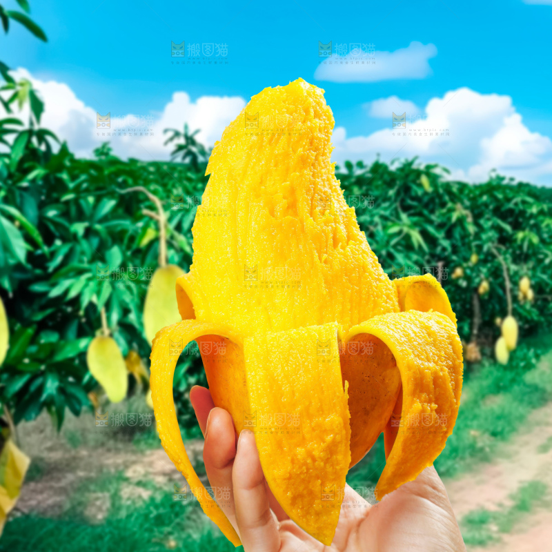 金煌芒