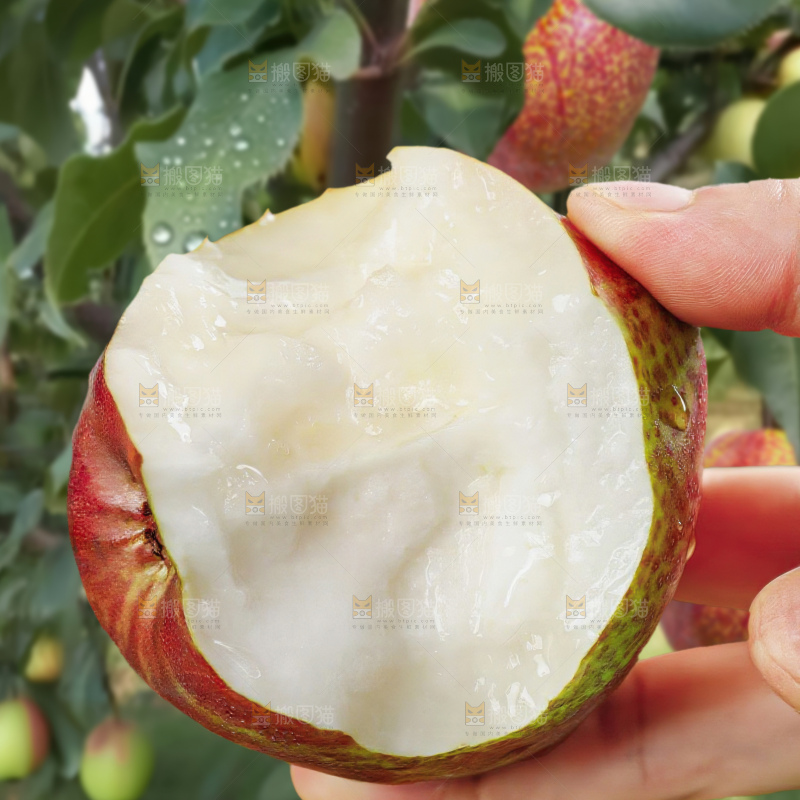 彩虹梨