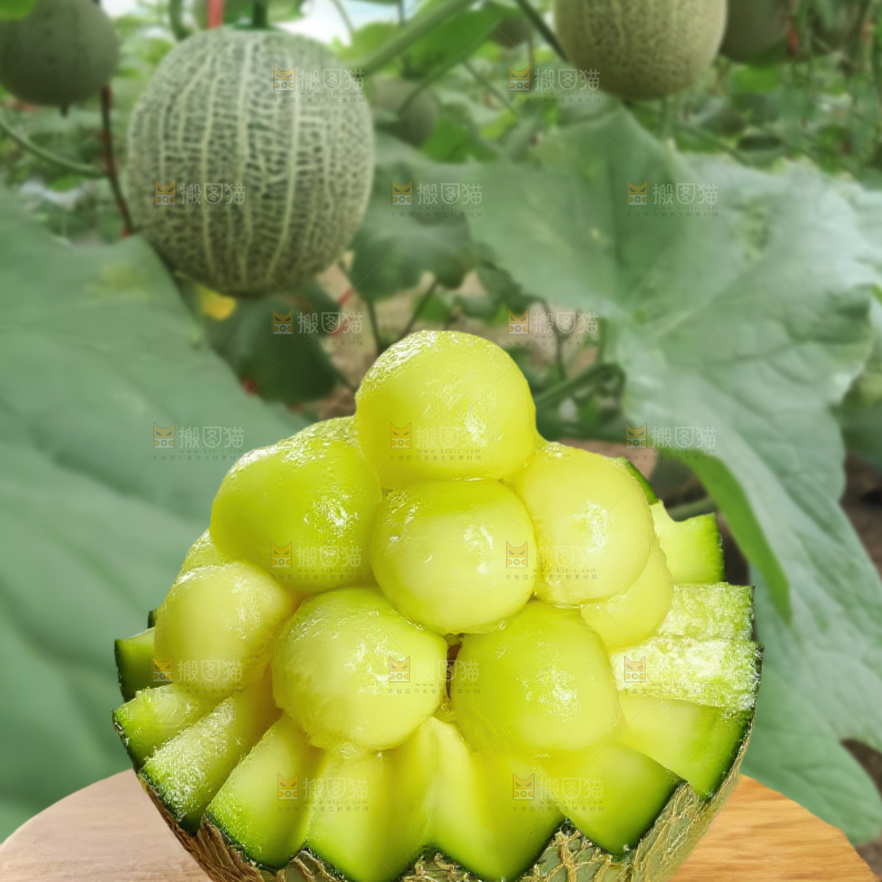 网纹蜜瓜