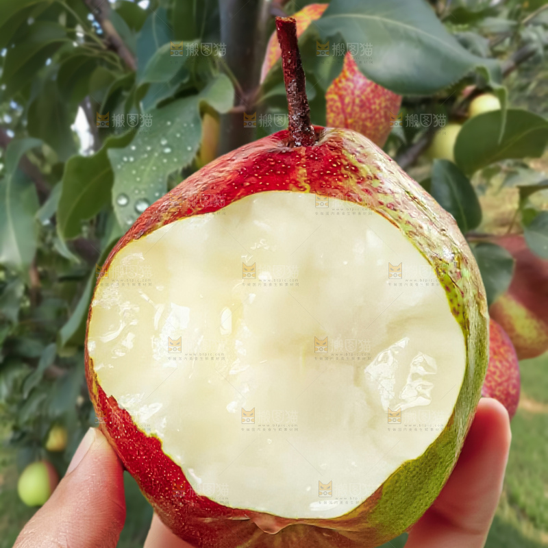 彩虹梨