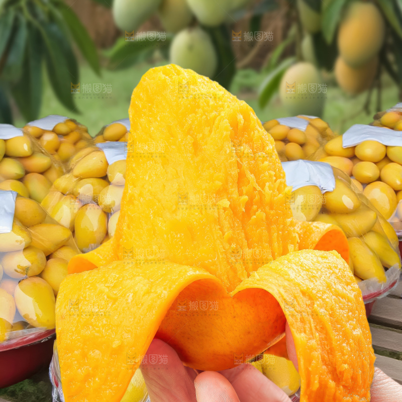 大台芒