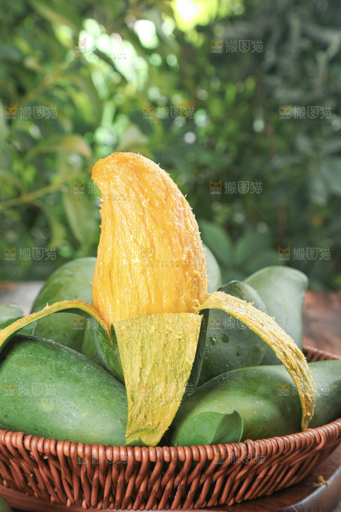 桂七芒