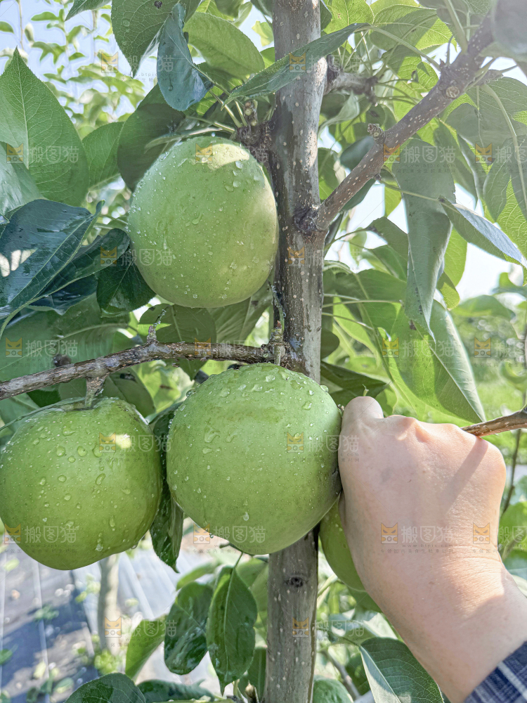 脆蜜梨