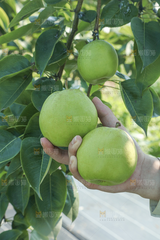 脆蜜梨