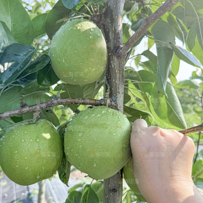 脆蜜梨