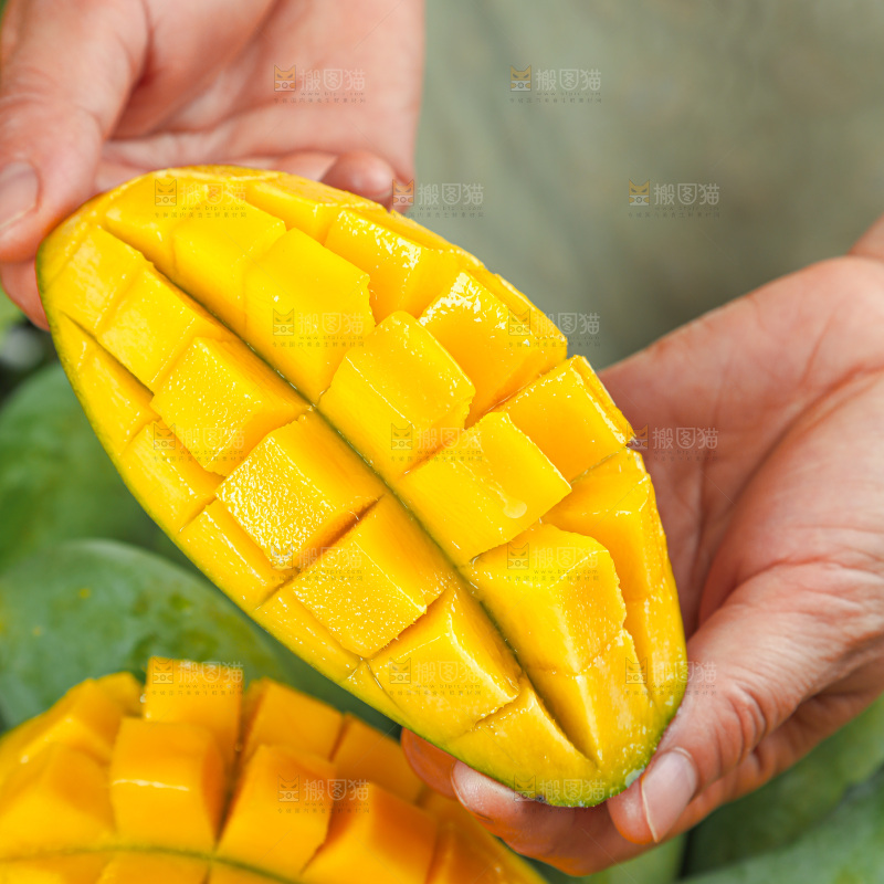 桂七芒