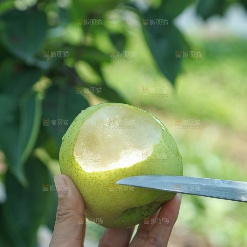 脆蜜梨