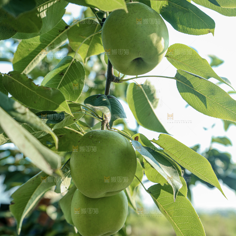 脆蜜梨
