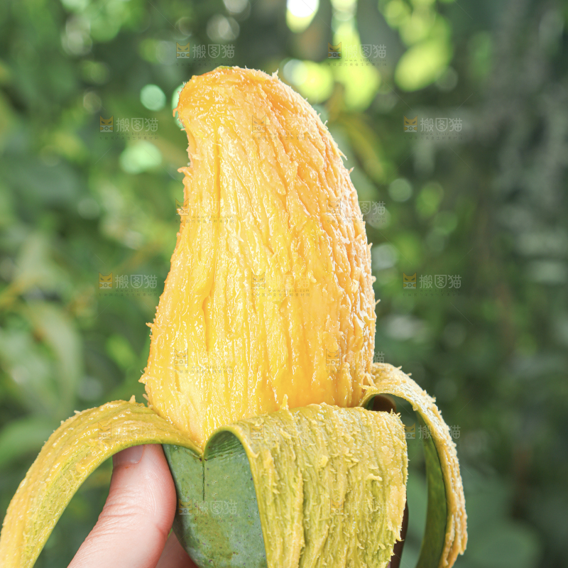 桂七芒