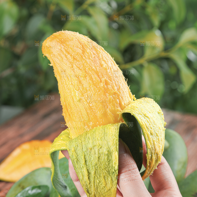 桂七芒