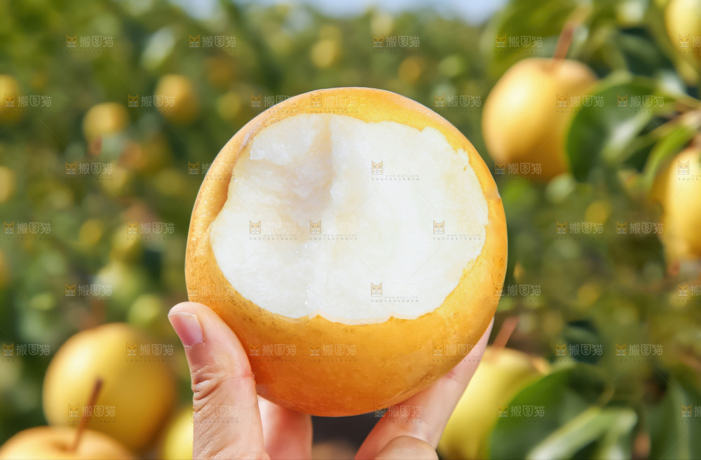 秋月梨