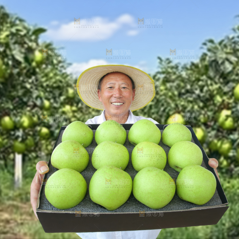 青冠梨