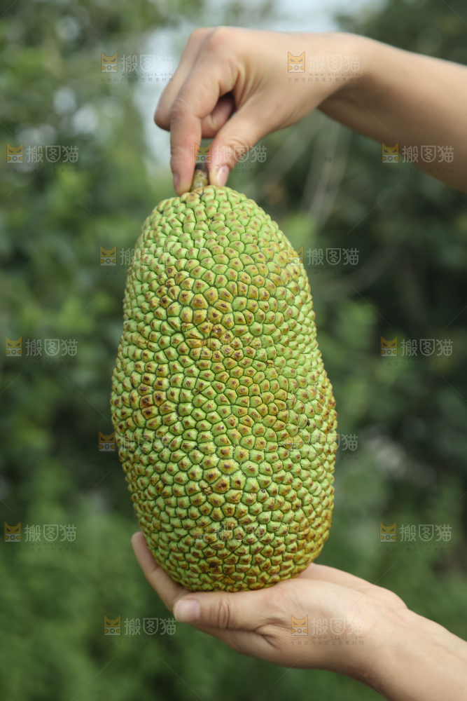 榴莲蜜