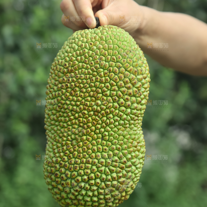 榴莲蜜