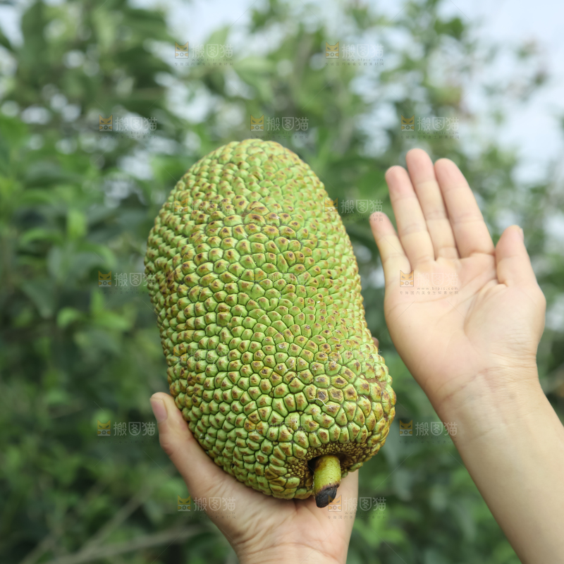 榴莲蜜