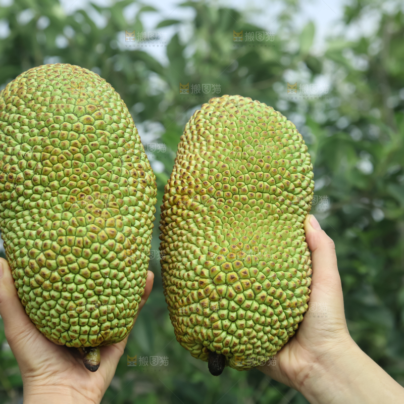 榴莲蜜