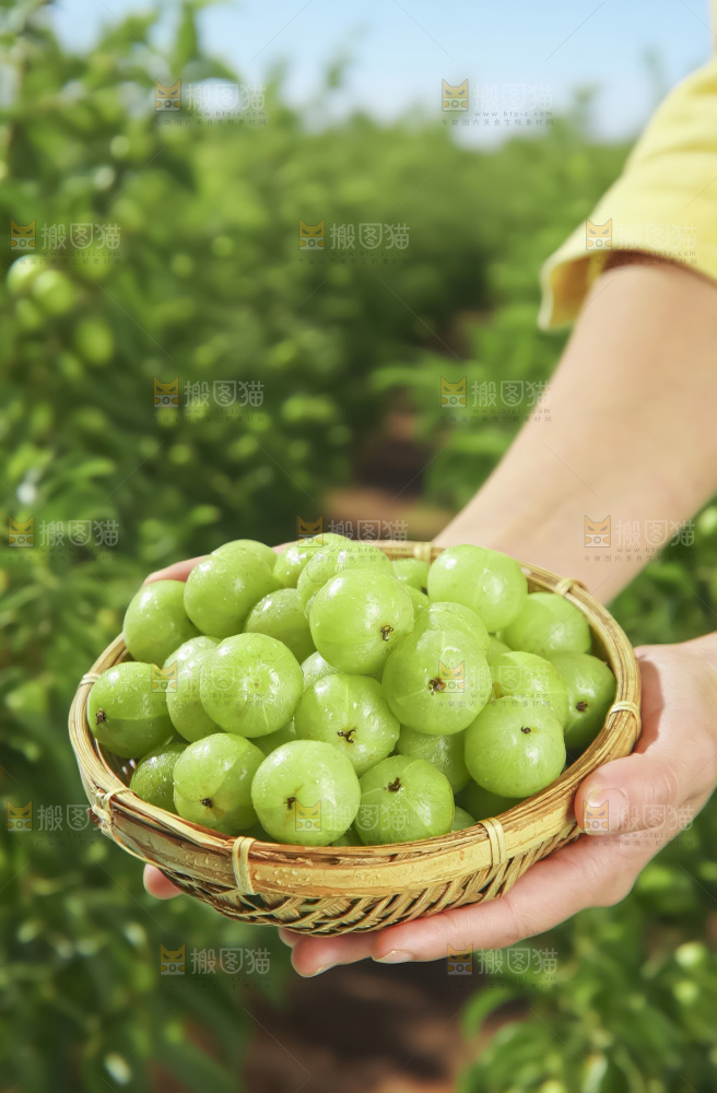 油甘果