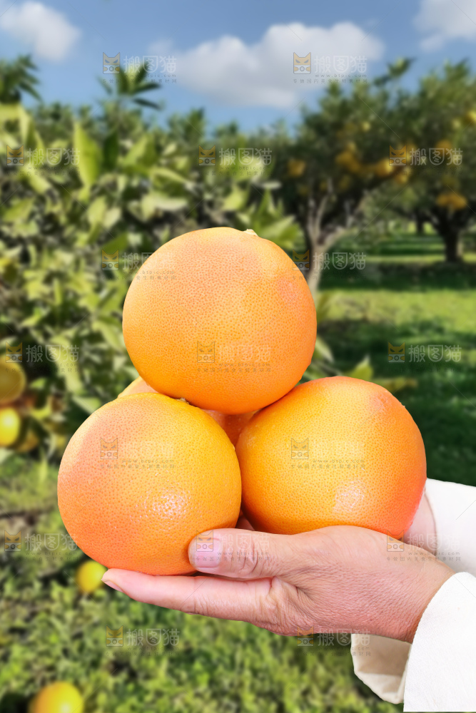 西柚