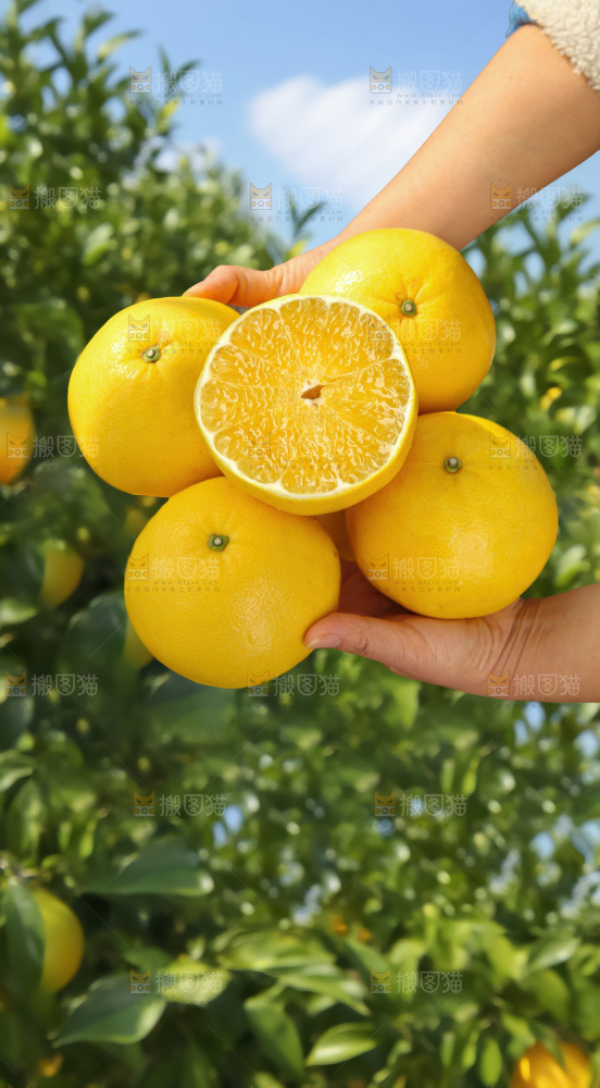 黄金葡萄柚
