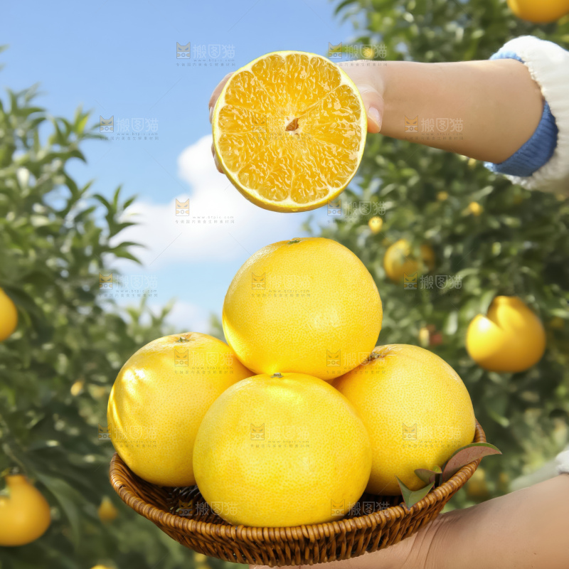黄金葡萄柚