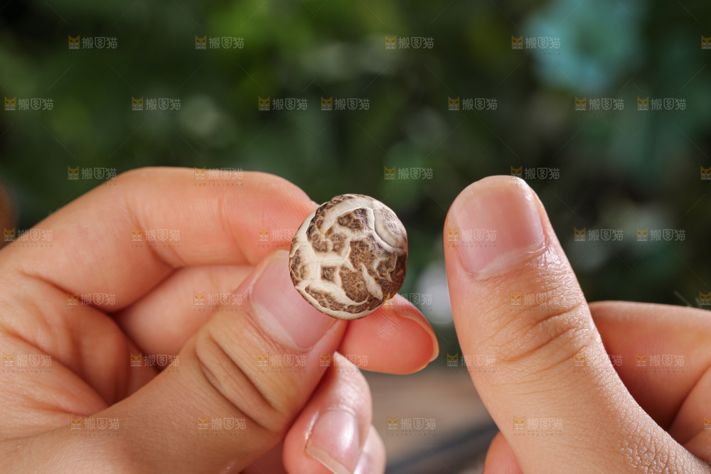 小花菇