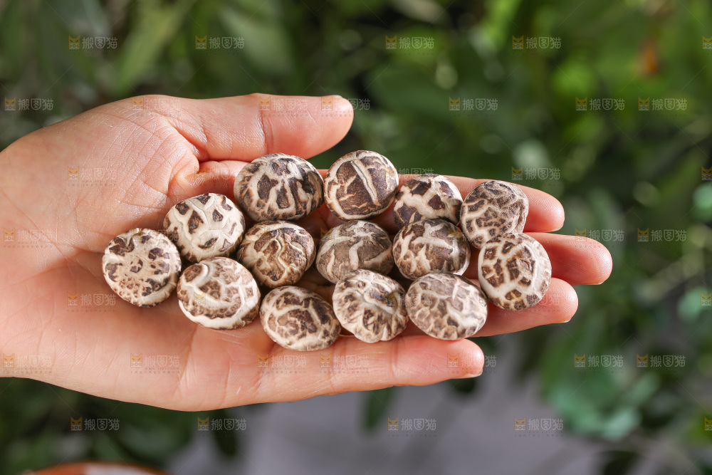 小花菇