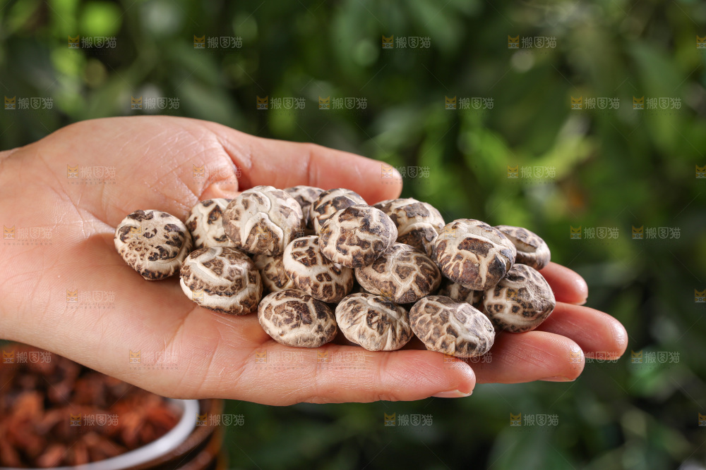 小花菇