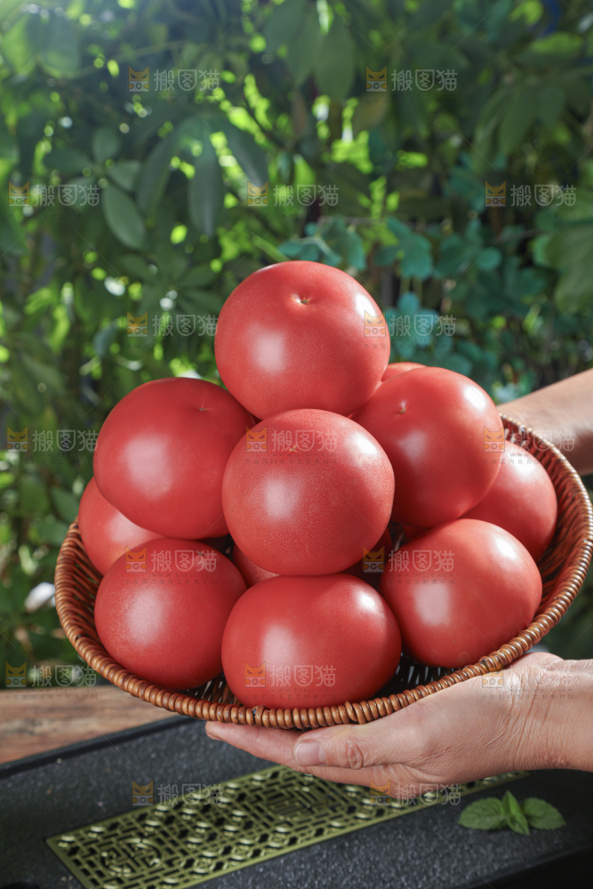 普罗旺斯西红柿