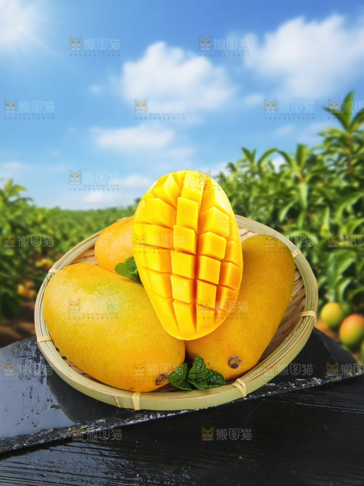 金煌芒