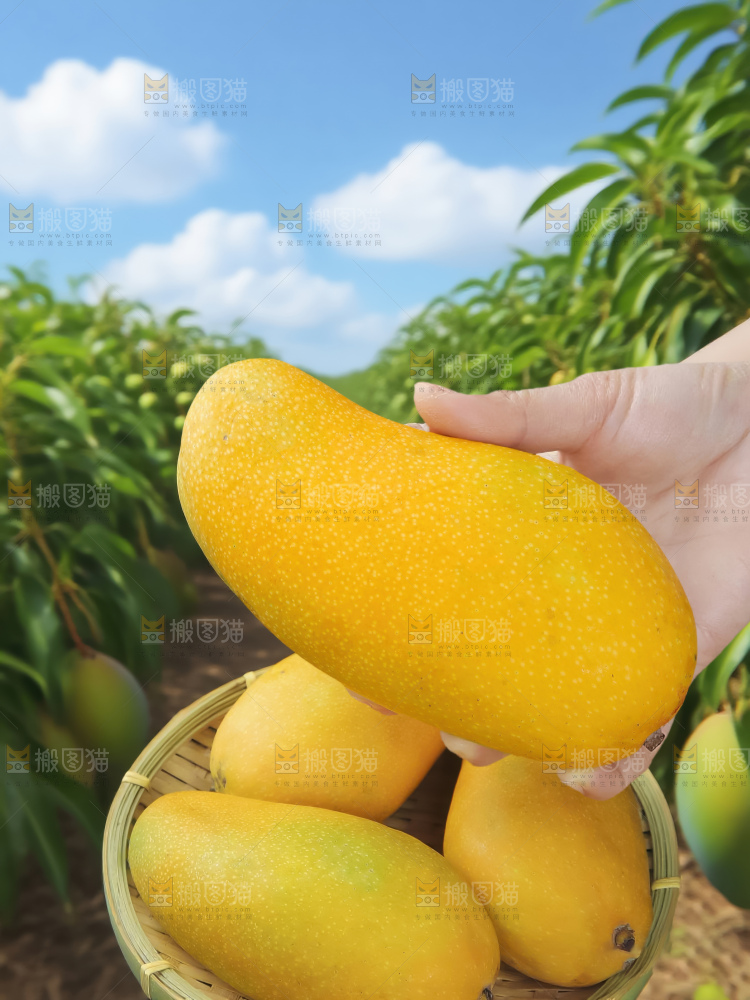 金煌芒