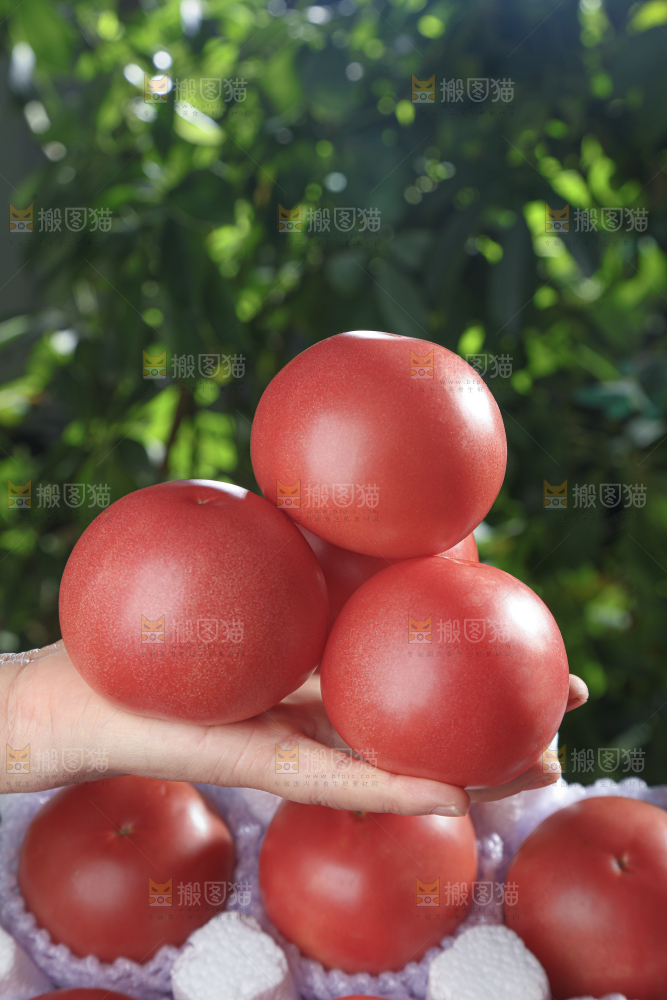 普罗旺斯西红柿